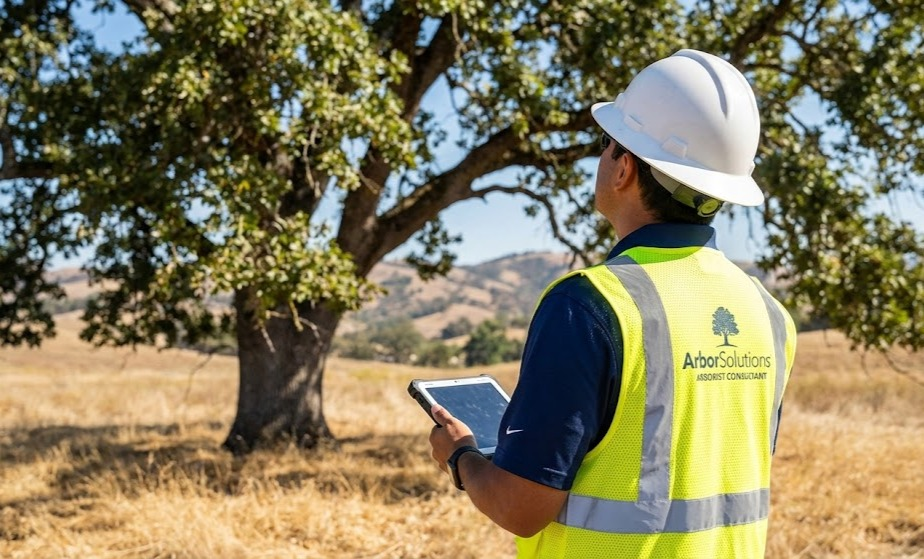as tree risk assessment