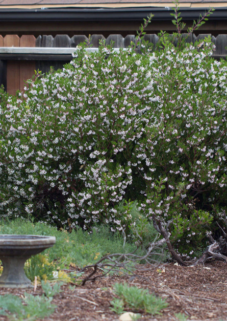 arctostaphylos 