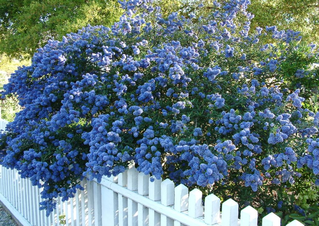 ceanothus california lilac