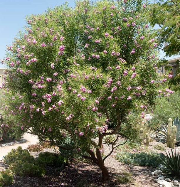 chilopsis linearis, desert willow