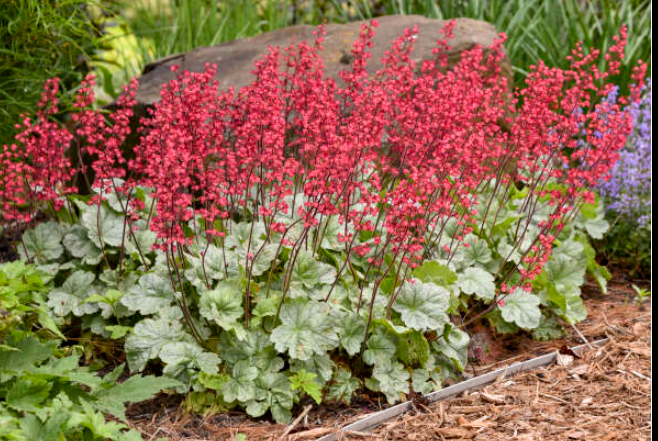 coral bells