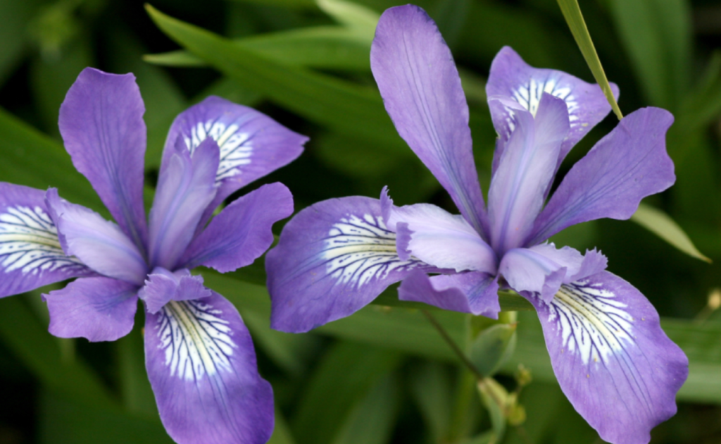 douglas iris