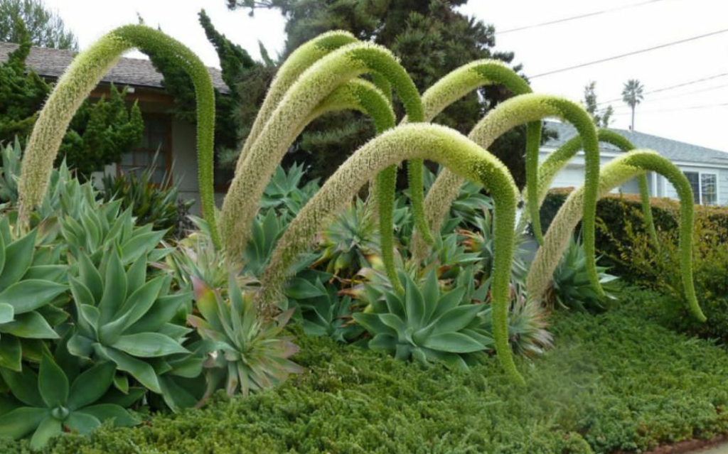 foxtail agave agave attenuata