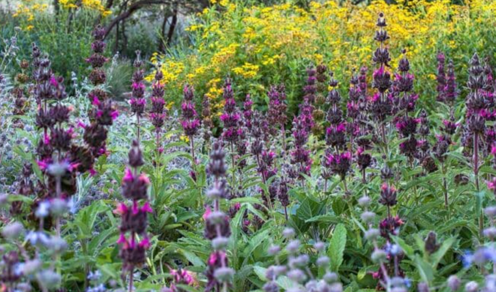 hummingbird sage