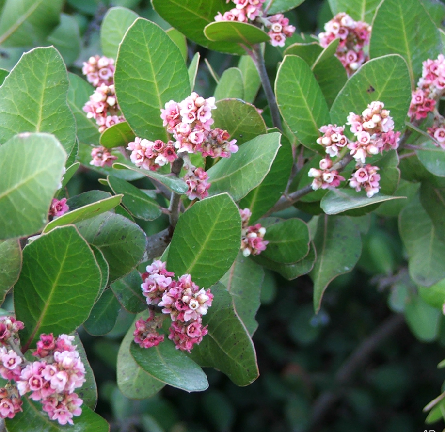 lemonade berry rhus integrifolia