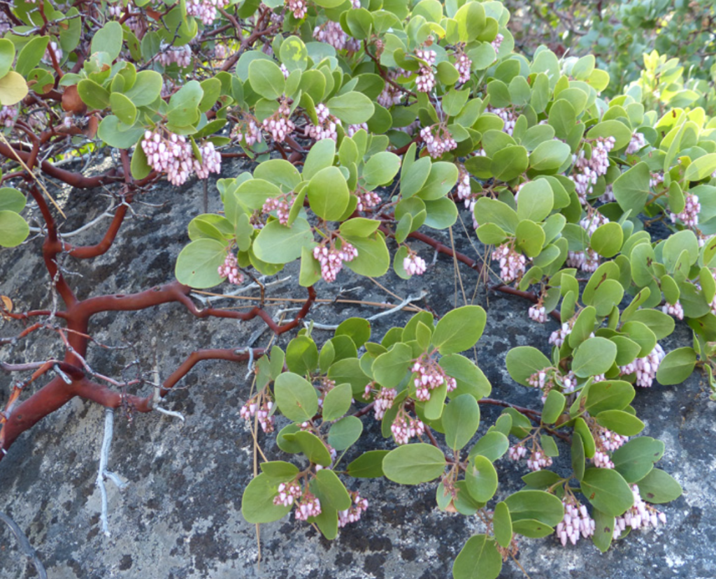 manzanitas