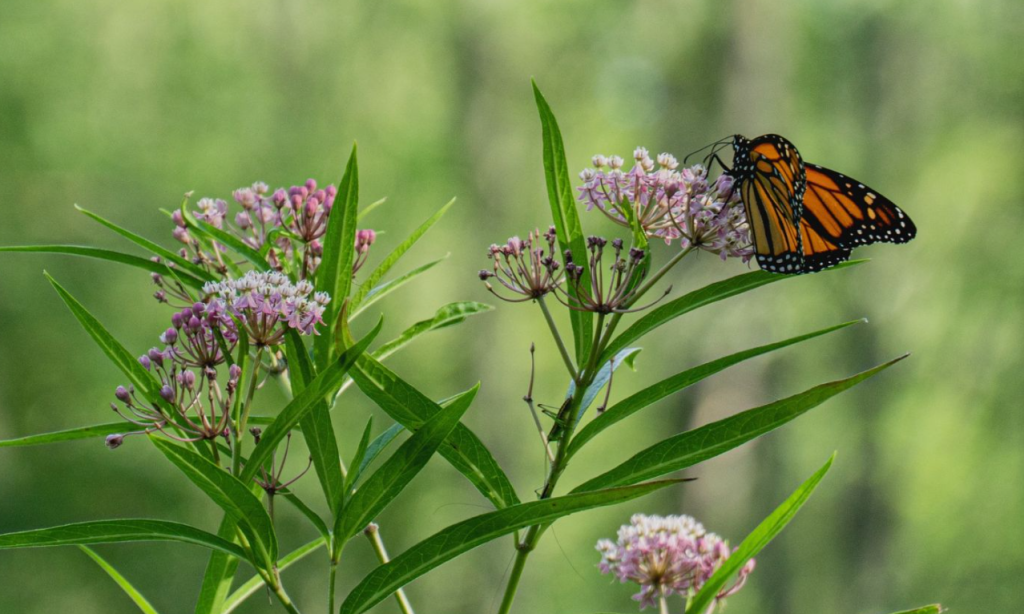 narrow leaf milkweed asclepias fascicularis