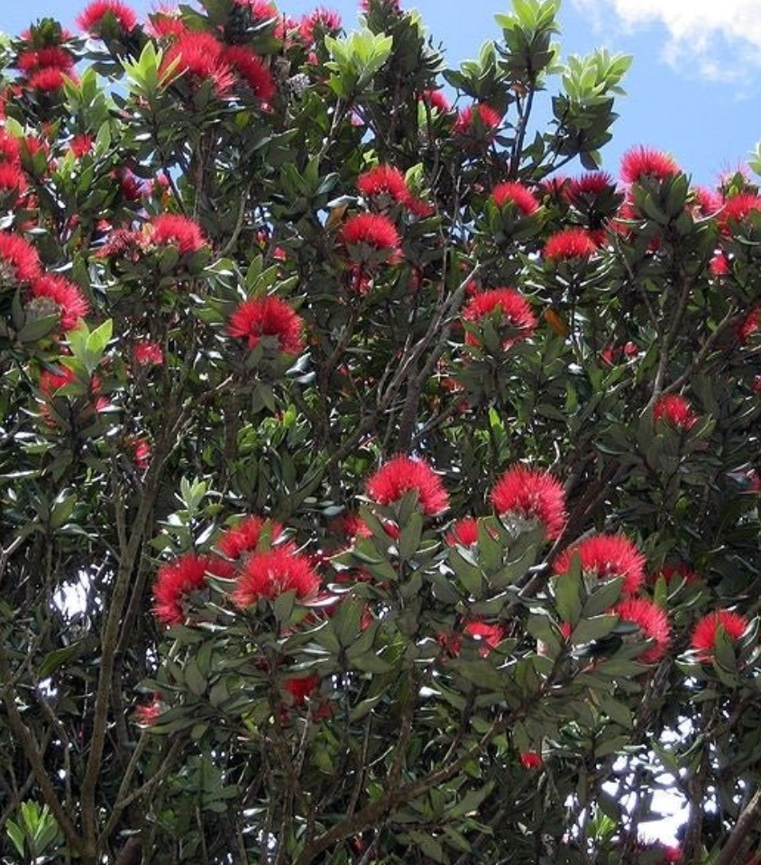 new zealand christmas tree metrosideros excelsa