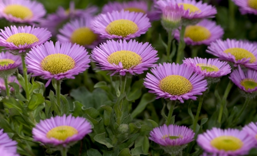 seaside daisy erigeron glaucus