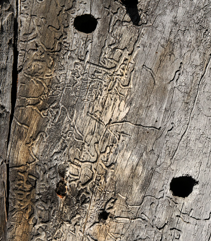 pine bark beetle-santa mania