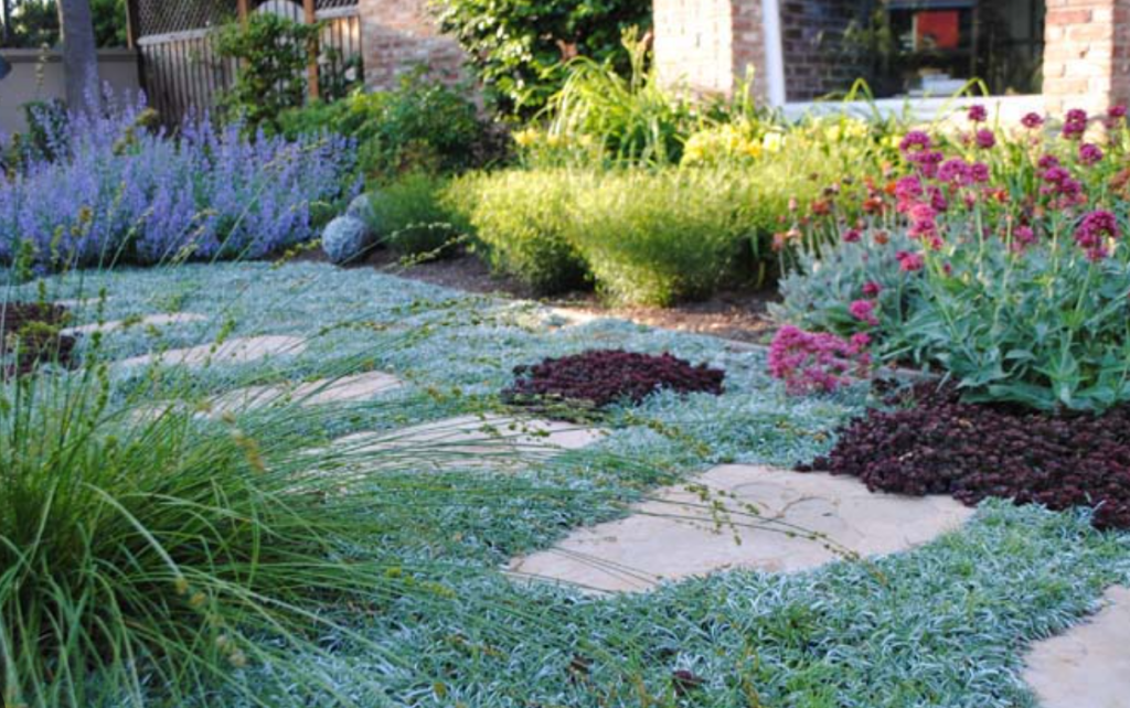 Dymondia_Lawn alternative