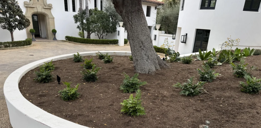 planting under oak tree