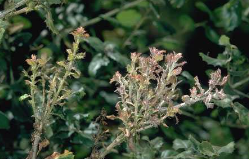 powdery mildew coastal live oaks