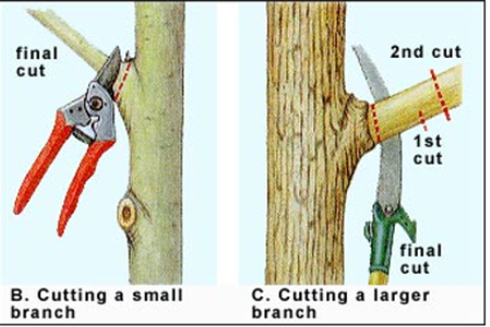 3 cut method pruning cut