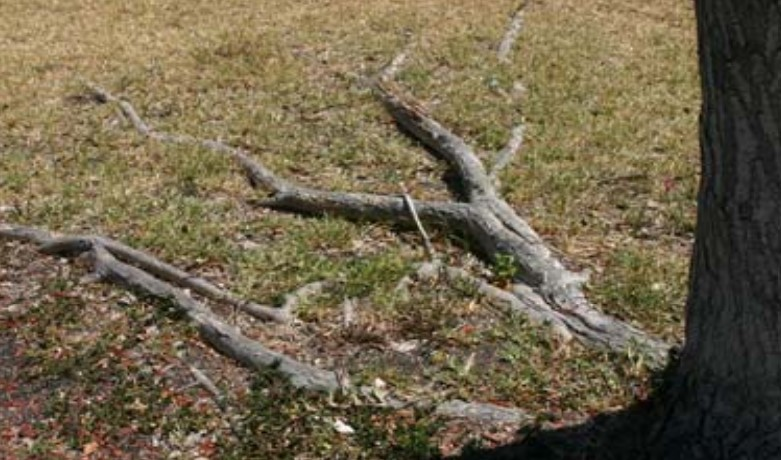 compacted soil no deep roots