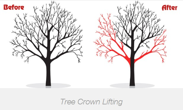 crown raising