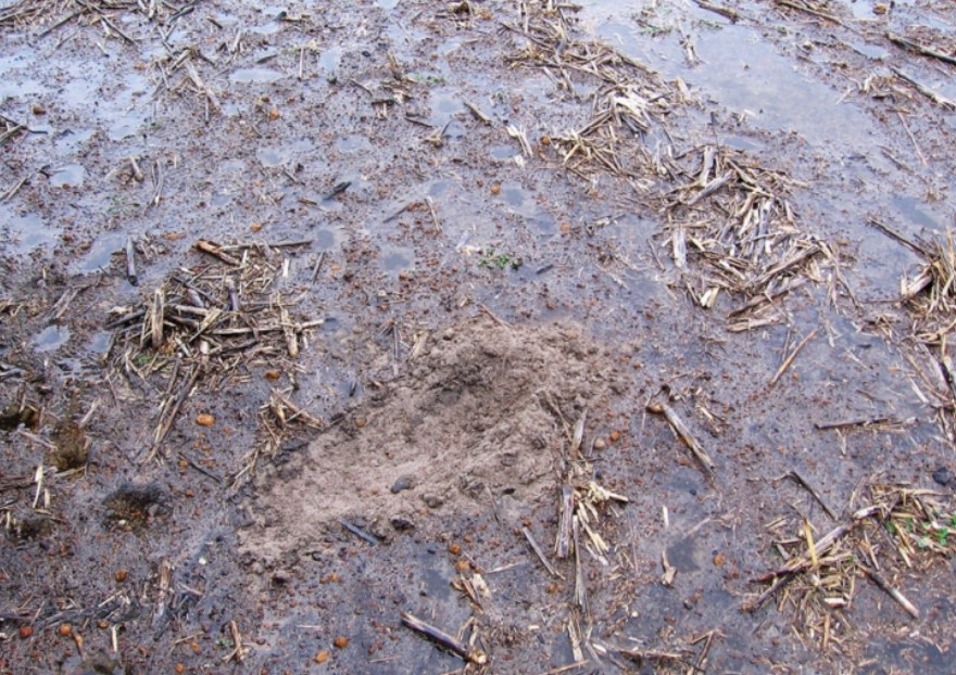 hydrophobic soil 2