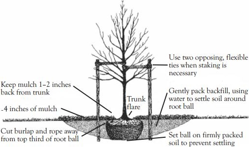 isa prepare the tree