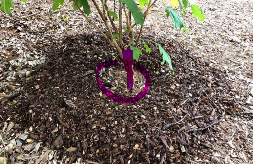 mulch away from tree trunk