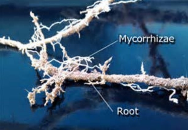mycorrhizae