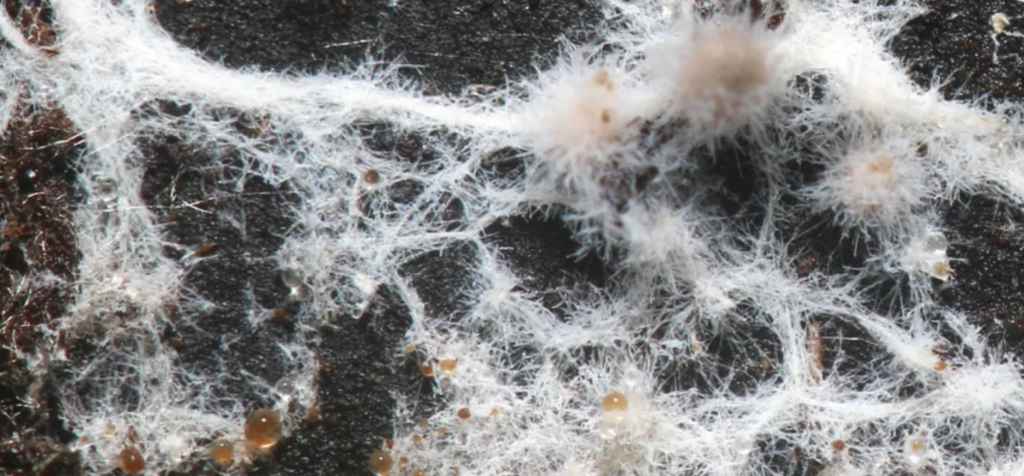 mycorrhizal fungi
