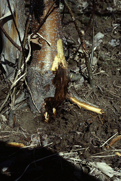 phytophthora root rot 2