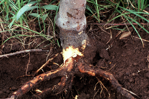 phytophthora root rot
