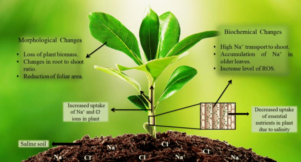 soil salinity effect on plants