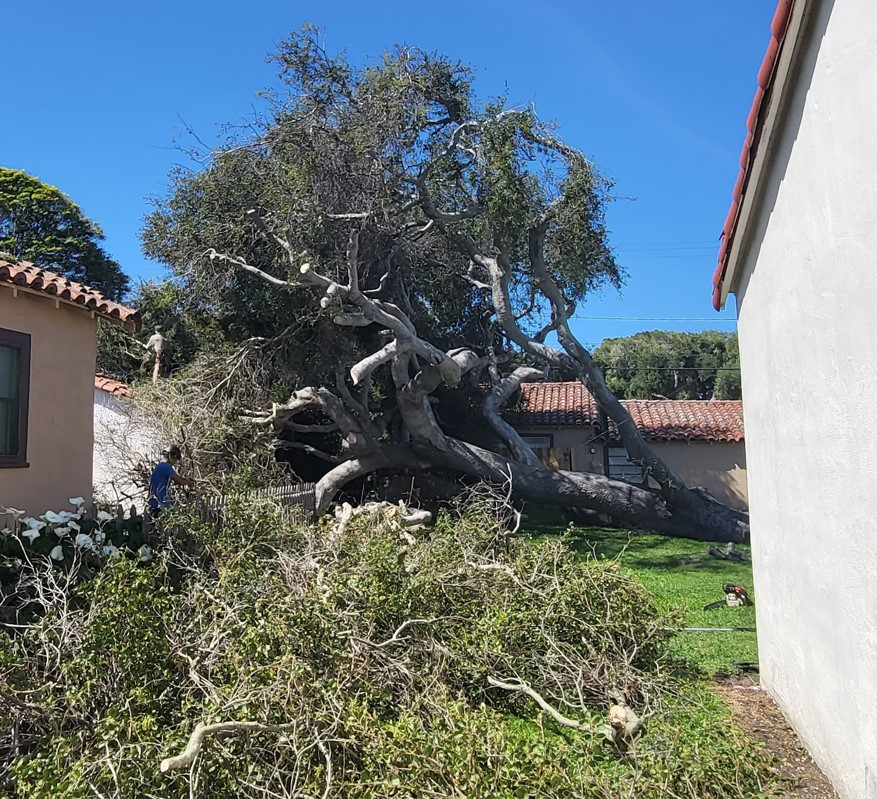 storm cleanup