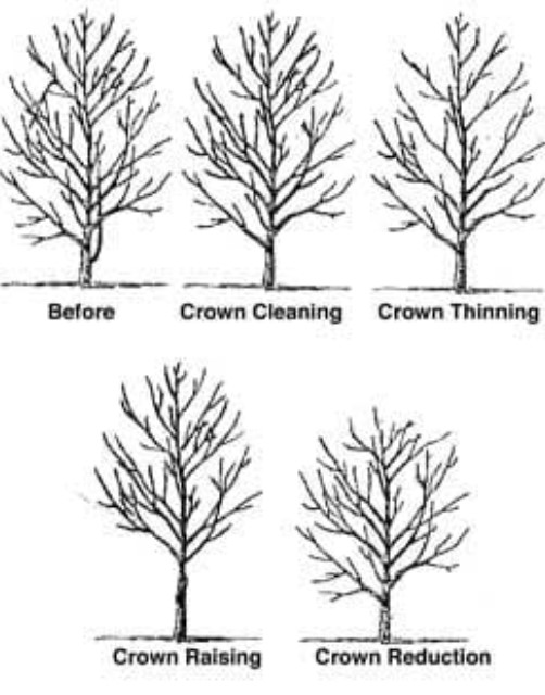 tree crown trimming examples