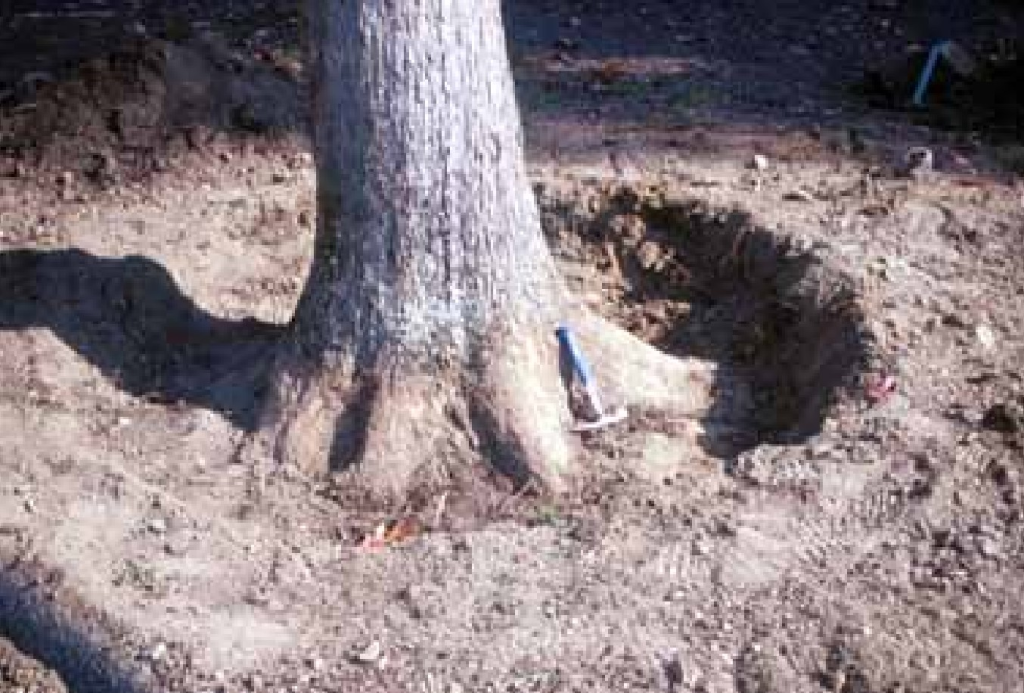 tree root flares