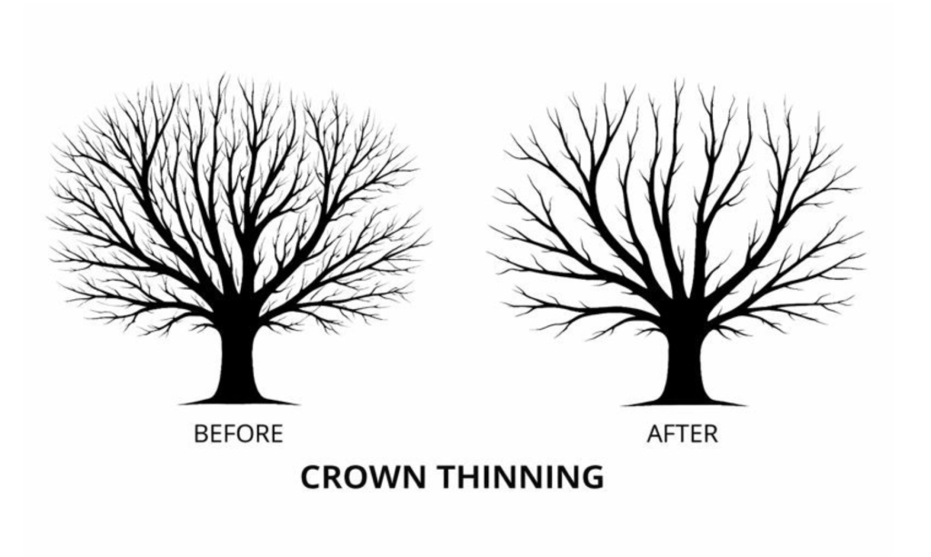 crown thinning example