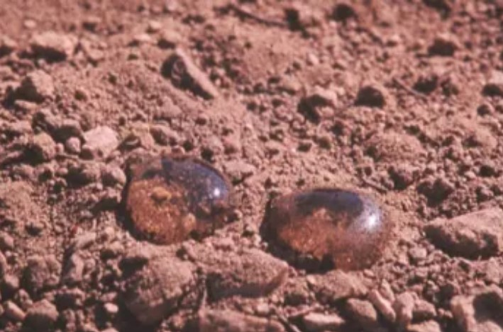 hydrophobic soil