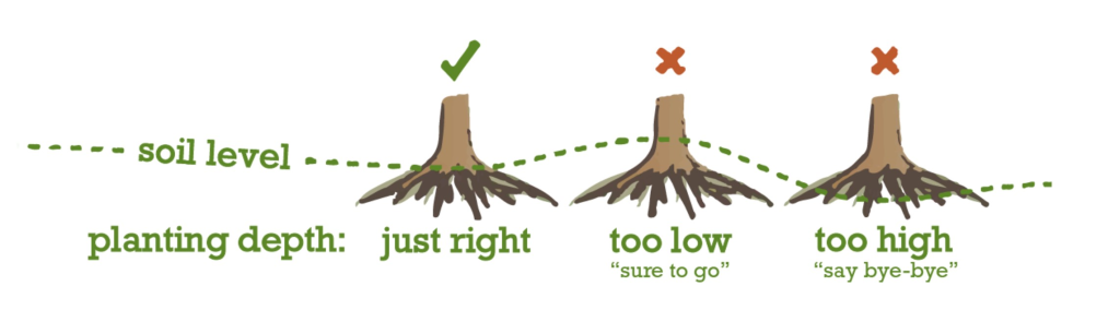 tree planting depth