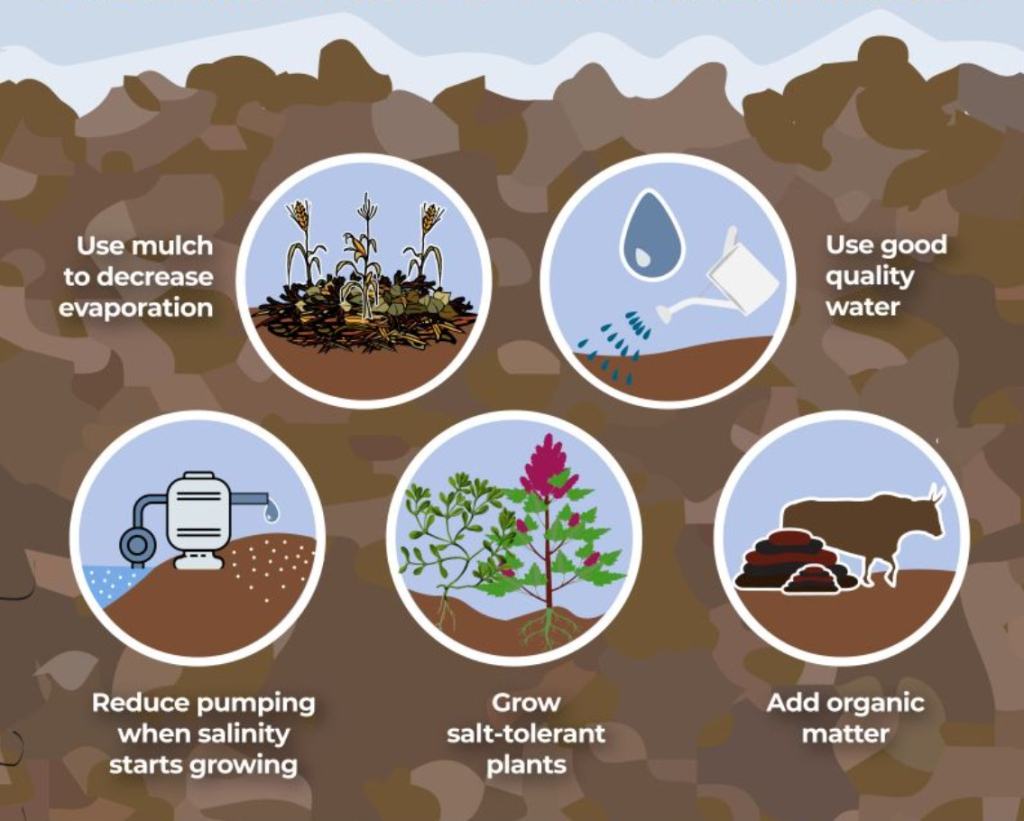 ways to manage soil salinity